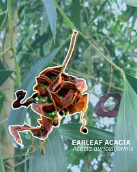 Image result for Acacia auriculiformis