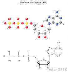 Plant cellular respiration process diagram. What Are The Different Types Of Cellular Respiration