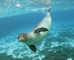4 Seal Species In Danger Of Becoming Extinct Monk Seal Hawaiian Monk Seal Ocean Animals