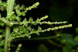 Image result for Acalypha lanceolata