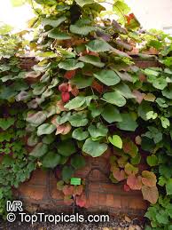 Image result for Vitis sp.