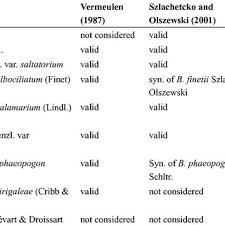 Image result for Stolzia cupuligera