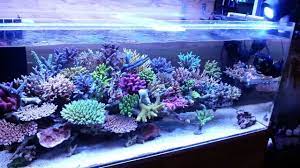 If You Love Kessil You Ll Love This New Light Check It Out Here Https Paulsvang Com Mylife Kessil A360x W Reef Tank Aquarium Videos Underwater Creatures