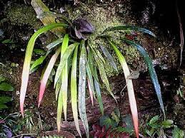 Image result for Vittaria elongata