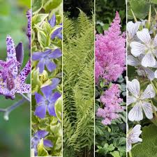 Kit De Vivaces Jardin D Ombre Jardin D Ombre Vivaces Ombre Plante Ombre
