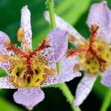 Image result for Tricyrtis `Black Beauty`