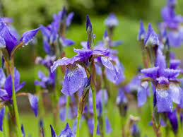 The silver stem and feathery, silvery leaves add more beauty to gardens. 21 Perennial Flowers That Bloom All Summer Even From Spring To Fall In 2021 Flowers Perennials Long Blooming Perennials Perennials