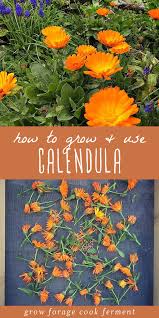 How To Grow And Use Calendula In 2020 Medicinal Herbs Garden Types Of Herbs Medicinal Herbs
