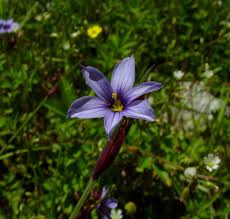 Image result for Sisyrinchium micranthum