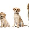We are committed to offering golden retriever puppies who will grow up to become important members of your family. 1