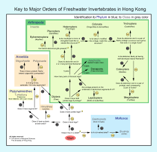 Freshwater Macroinvertebrates In Hong Kong