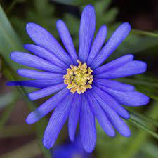 Deer resistant and easy to grow. Blue Anemone Bulbs For Sale Online Blanda Blue Shades Easy To Grow Bulbs