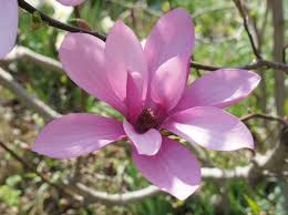 Image result for Magnolia × soulangiana