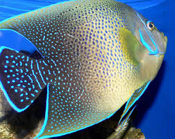 Strela. Банкноты и монеты - путешествие по свету!