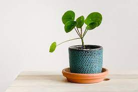 Maybe you would like to learn more about one of these? How To Care For Chinese Money Plants Watering Repotting Where To Position Evening Standard