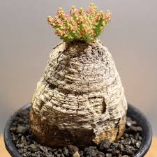 Image result for Euphorbia fanshawei