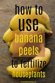 The banana peels after dehydration is perfect. How To Use Banana Peels To Fertilize Houseplants Creative Homemaking Homemade Plant Food Banana Peel Home Made Fertilizer