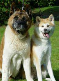 Akita Inu