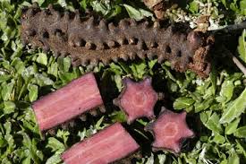 Image result for Hydnora