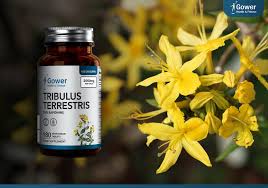 Image result for Tribulus terrestris