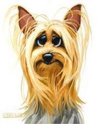 Maybe you would like to learn more about one of these? 390 Teacup Yorkie Puppy Ideas Yorkie Puppy Yorkie Teacup Yorkie Puppy