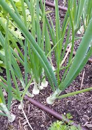 Scoop the pearl onion seedlings from the flat with a spoon, scooping out the root and the soil attached to the roots. Pacific Pearl Onions Crazy For Gardening