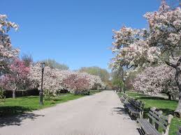 Apple And Cherry Trees In Riverside Park Nyc A Favorite Springtime Spot Riverside Park Riverside New York City