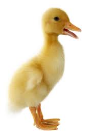 It is a mallard derived from birds brought to the united states from china in the nineteenth century, and is now bred in many parts of the world. Live Pekin Ducks For Sale Order As Few As 3 Ducks Safe Arrival Guarantee