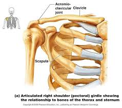 Maybe you would like to learn more about one of these? Neet Notes Pectoral Girdle Is Incomplete Girdle Bescuse Facebook