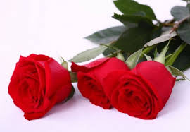 Bunga tabungan bri simpedes beserta keuntungan & cara menghitungnya. Portal Panduan Dan Semakan Online Terkini