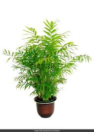 Dec 05, 2020 · explain how trees help maintain air quality. 5 Plants To Make Your Home Clean And Green And Combat Indoor Air Pollution Do It Yourself