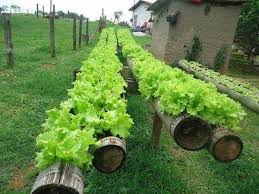 Using Bamboo Poles For Growing Lettuce Vegetable Garden Raised Beds Bamboo Planter Planting Vegetables