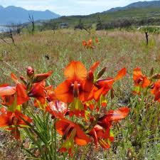 Image result for Moraea spathulata