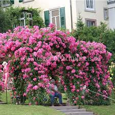Van fleets american pillar roses, at longwood gardens his flowers held placed of honor at the hearst mansion, longwoood gardens, and the dupont estate. American Pillar Rosen Online Kaufen Im Rosenhof Schultheis Rosen Online Kaufen Im Rosenhof Schultheis