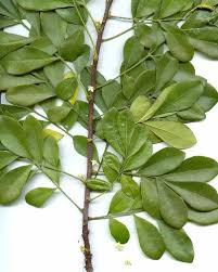 Image result for Trichilia prieuriana