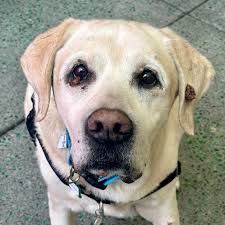 ADOPT ME AT MUTTVILLE! (San...