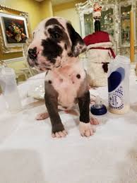 All age appropriate shots, wormings and health certif… Great Dane Puppies For Sale Homestead Fl 257577