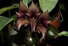Image result for Bulbophyllum vulcanicum