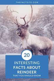 20 Interesting Facts About Reindeer The Fact Site Fun Facts Animal Facts Wildlife Facts