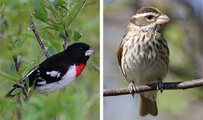 The bird was first described by a specimen that was collected by mathurin jacques brisson in louisiana. Rose Breasted Grosbeak