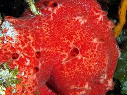Image result for Rourea coccinea