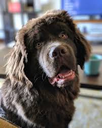 Feel free to browse hundreds of active classified puppy for sale listings, from dog breeders in pa and the surrounding areas. Labrador Newfoundland Mix Facts