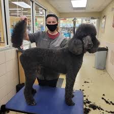 The legs, head, tail, and ears need at least weekly brushing to. Which Poodle Haircut Is The Best K9 Web