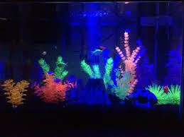 Glofish Tank With Blue Light Fish Tank Decorations Glofish Tank Glofish