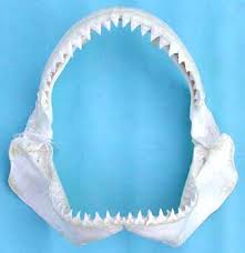 A wide variety of real shark tooth options are available to you, such as crystal, rhinestone, quartz, and agate. Carcharhinus Leucas Discover Fishes