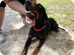 Black And Tan Coonhound For Sale In Florida Adopted Please Share Ramsy For His Forever Home Ramsy Is A Gorgeous Male Black And Tan Coonhound For More Information Coonhound Black And Tan Pet Adoption