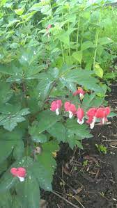 May 30 Dicentra Spectabilis Valentine Bleeding Heart Unlike Most Bleeding Hearts The Flowers Are A Cherry Red Instead Bleeding Heart Plants Small Garden