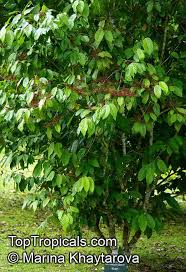 Image result for Antidesma