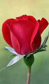 bafbouf fashion blog fashion beauty and accessories beautiful red roses beautiful rose flowers beautiful roses