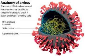 Current understanding about how the virus that causes covid‑19 spreads is largely based on what is known about similar. We Re Beginning To Understand The Biology Of The Covid 19 Virus New Scientist